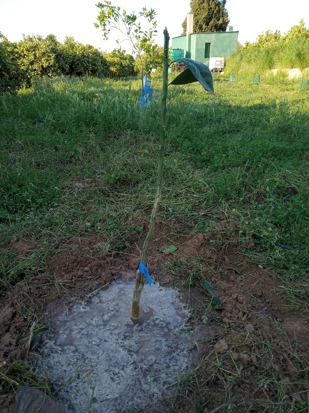 Apadrina un naranjo