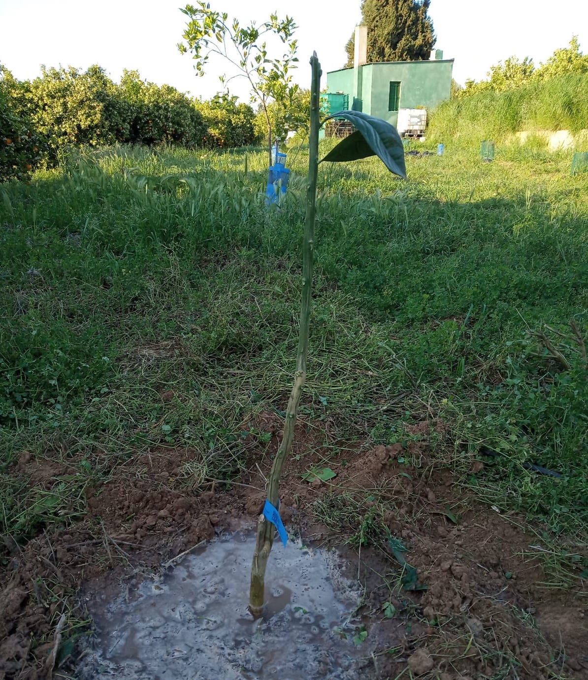 naranjo plantón