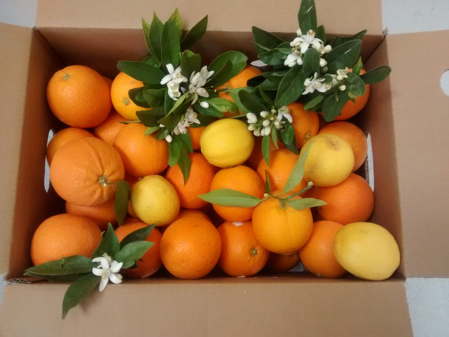 Caja de Naranjas Valencia Late 15kgs