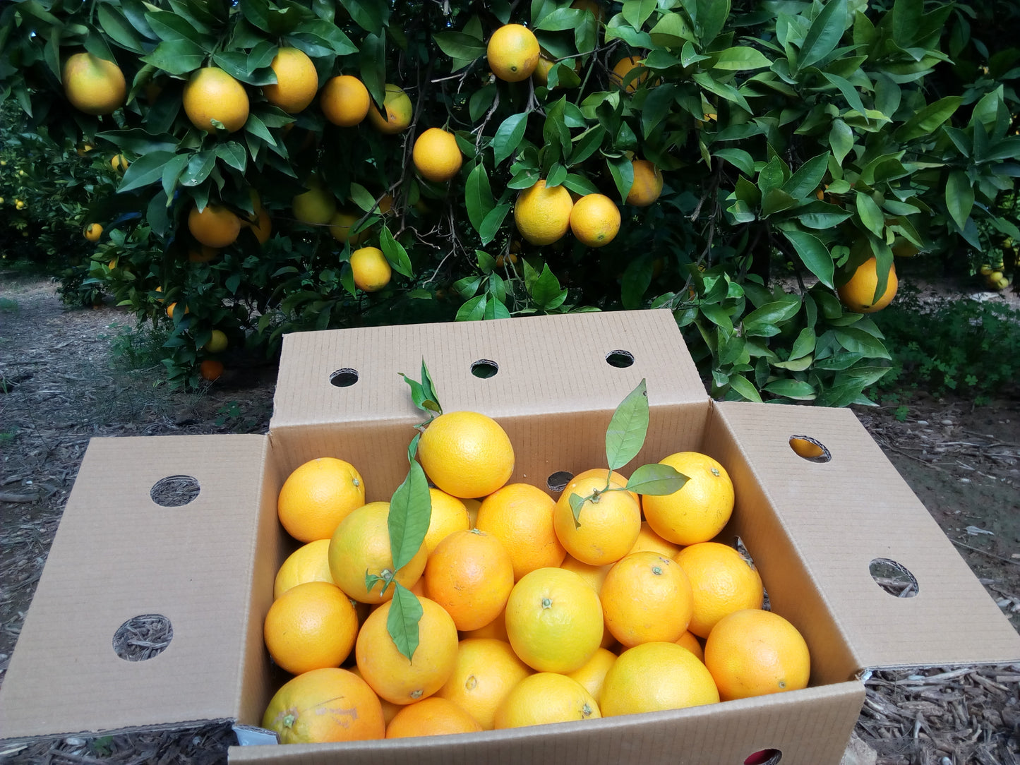 Caja de Naranjas Navelinas